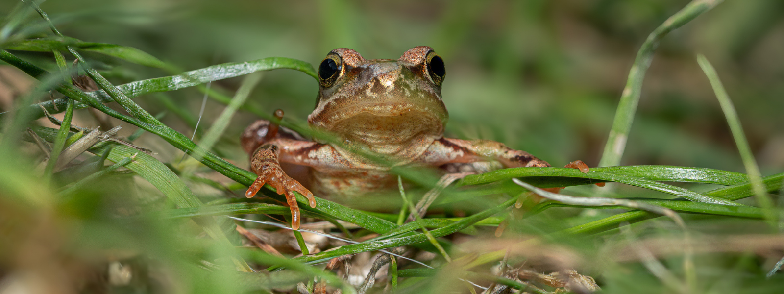 Want More Frogs? Feed the Food Chain