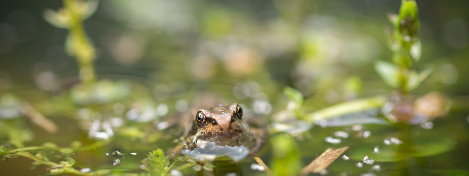 Tadpoles to Froglets: Why It’s Best to Leave Pond Edges Alone