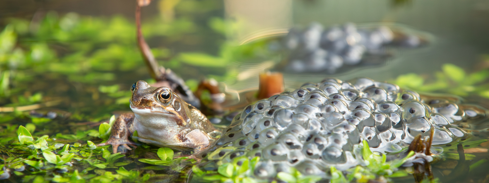 Get Your Pond Ready for Frogs & Toads
