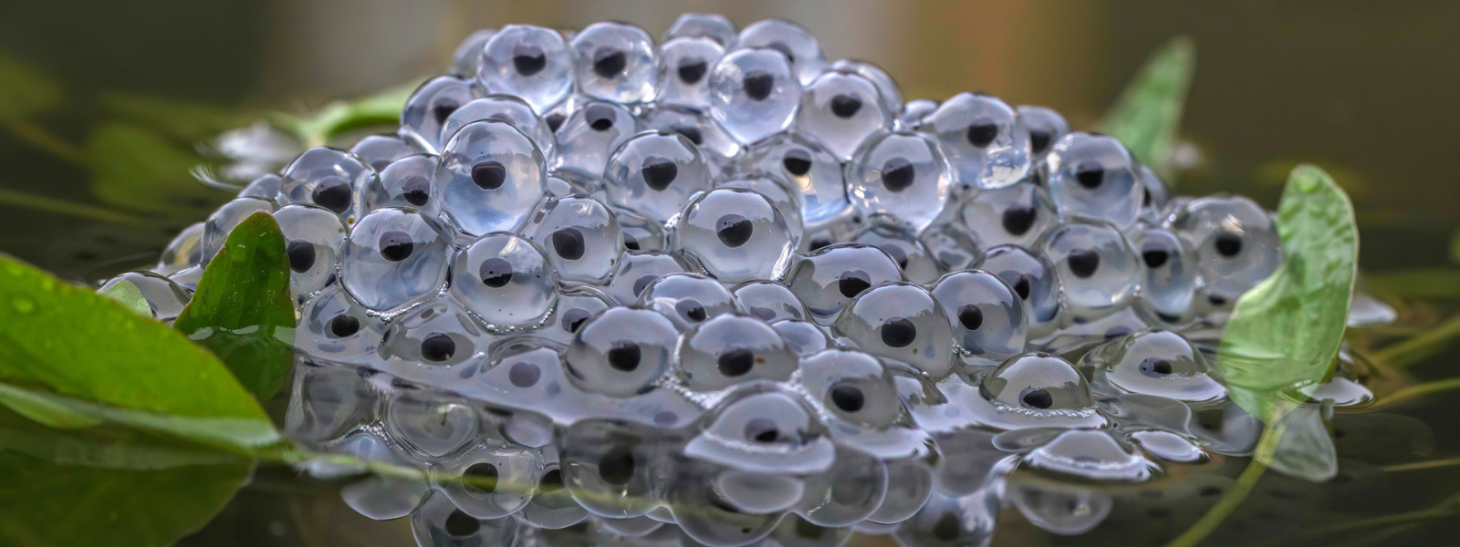 Where to Buy Frogspawn?