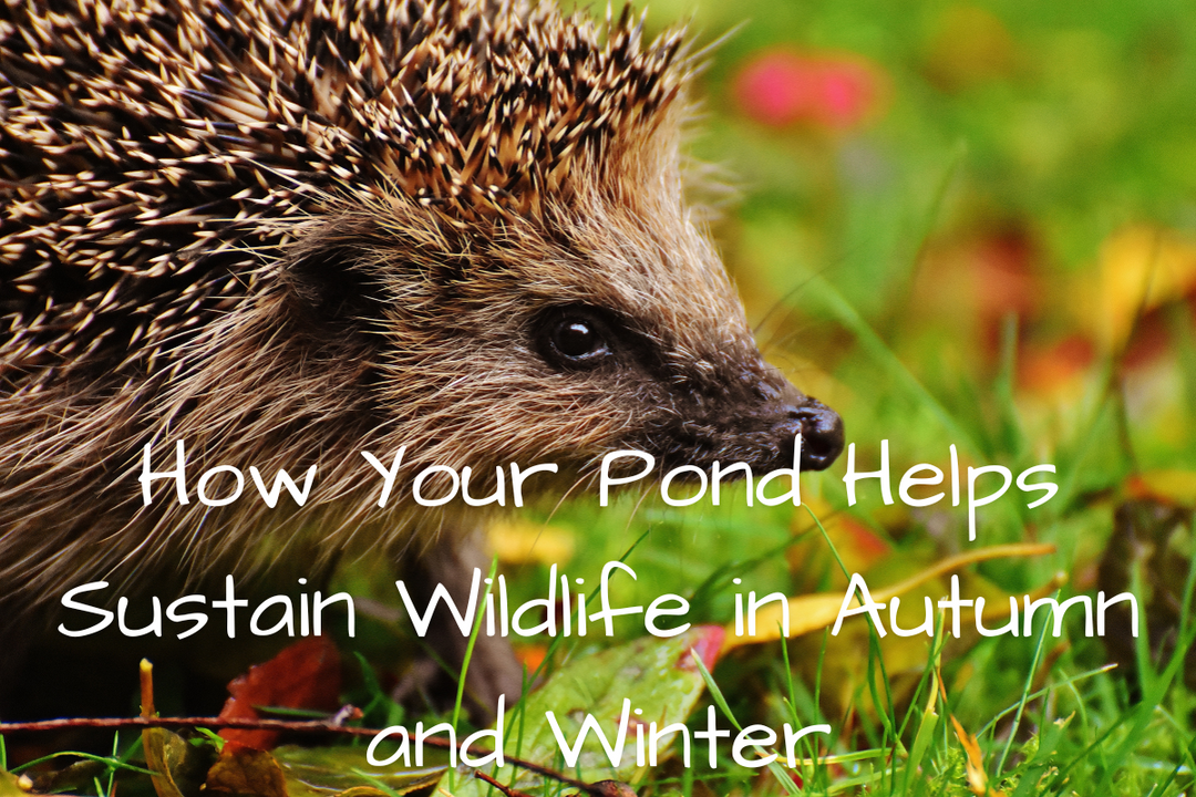 How Your Pond Helps Sustain Wildlife in Autumn and Winter