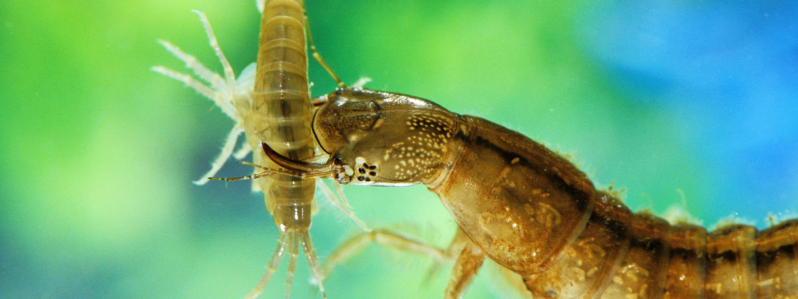 The Tiny Workforce Keeping Your Pond Healthy