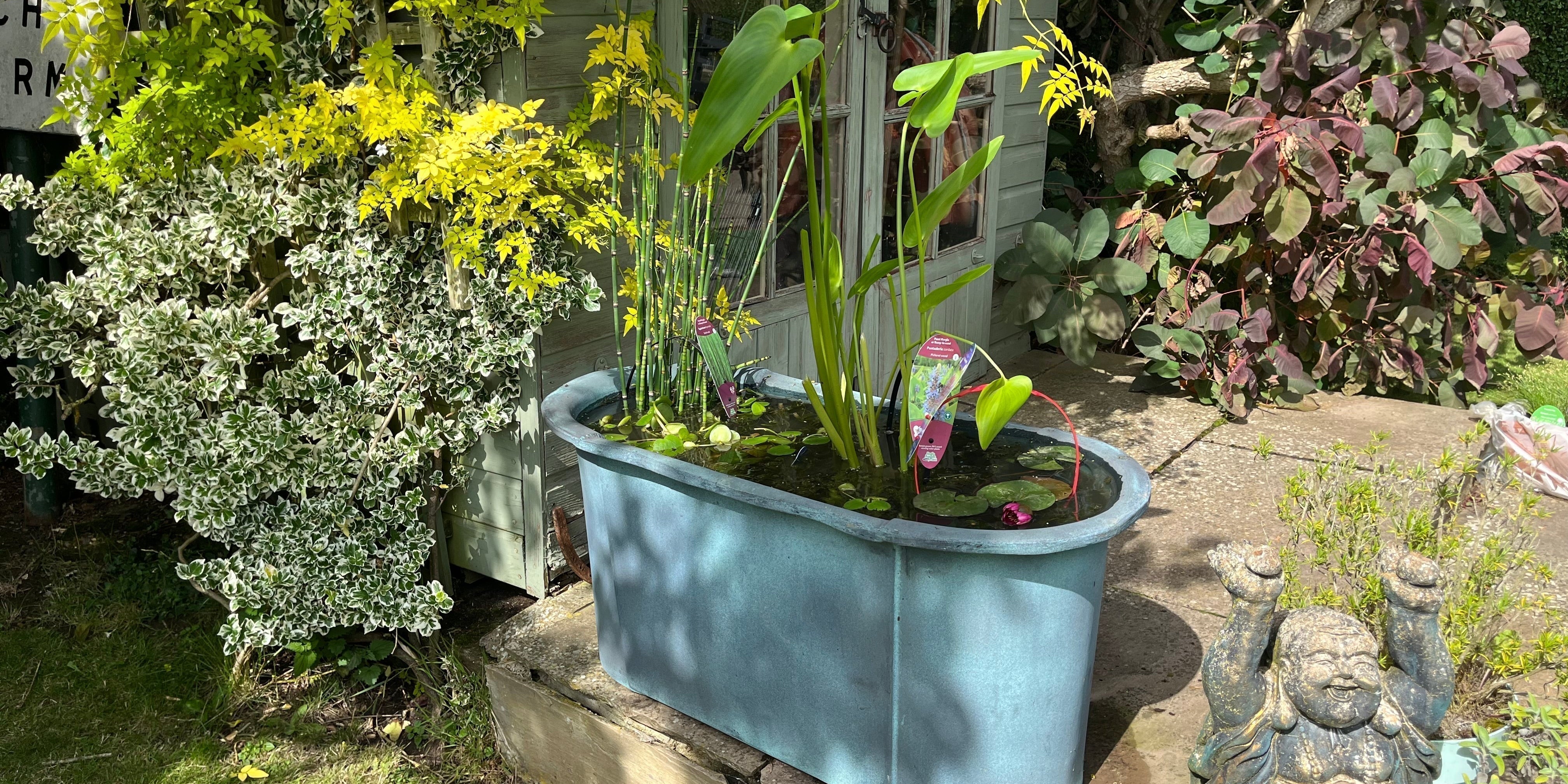 Planting a Container Pond