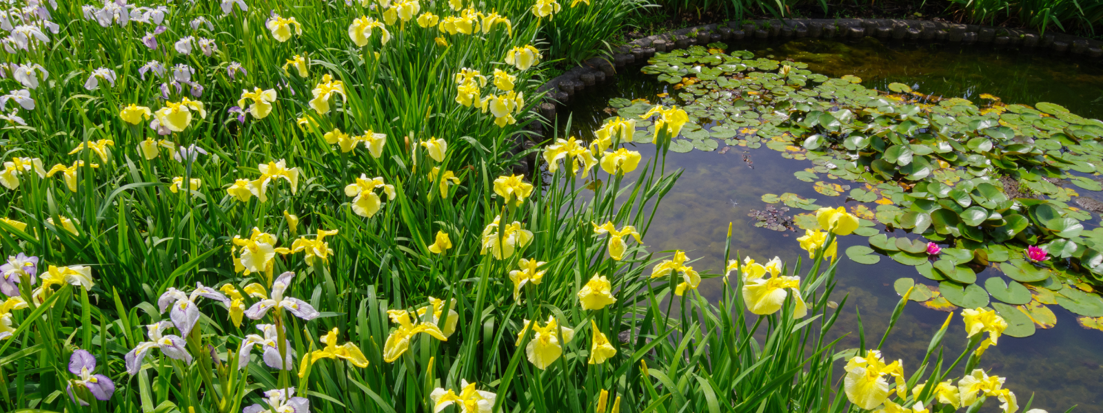 Best Iris Plants for UK Ponds and Bog Gardens: How to Choose the Right Variety