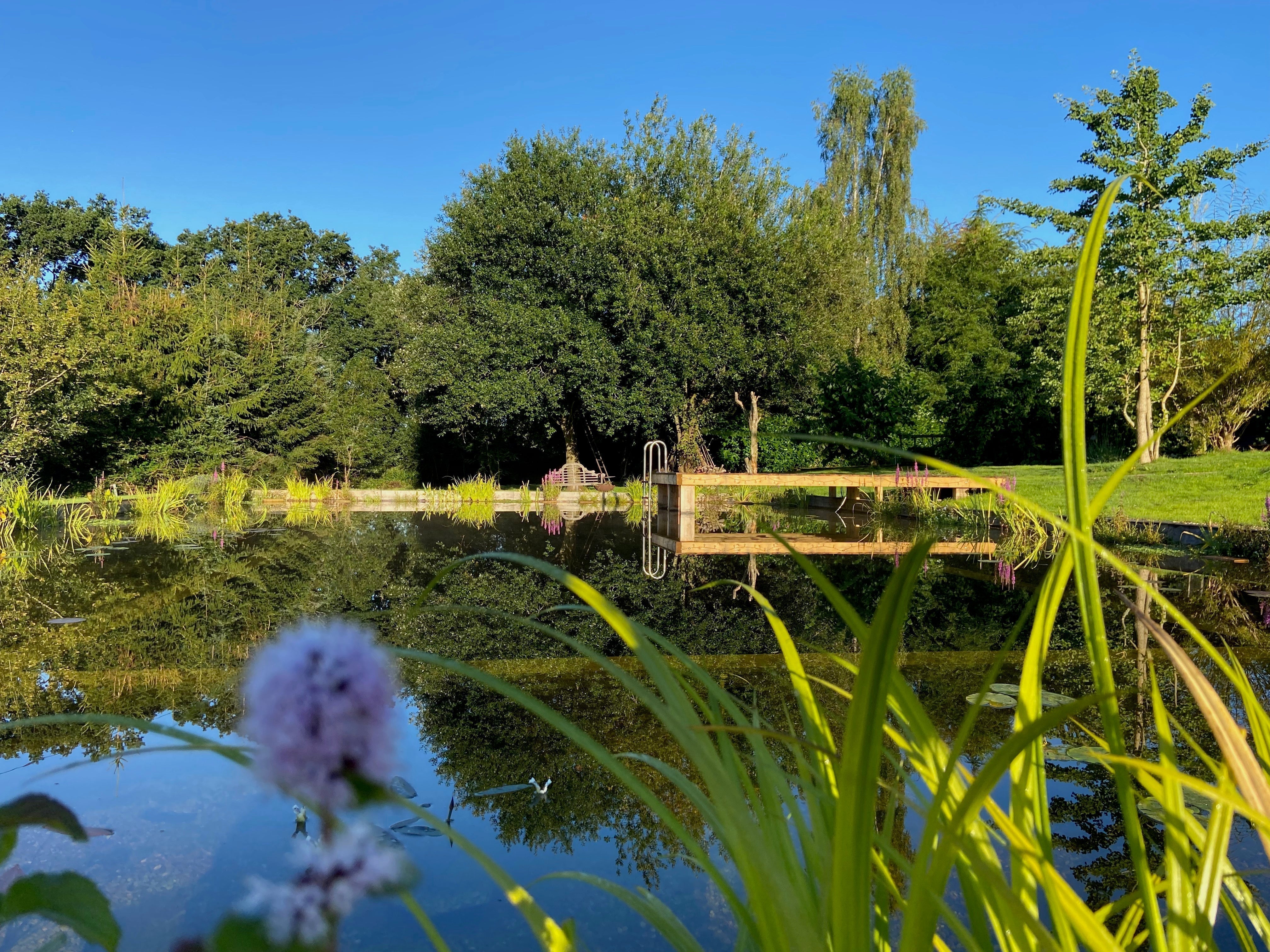 How Natural Swimming Ponds Stay Clean: Regeneration Zones & Plant Filtration