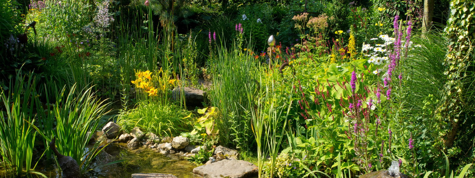 Make Your Pond Look Established with Flowering Marginals