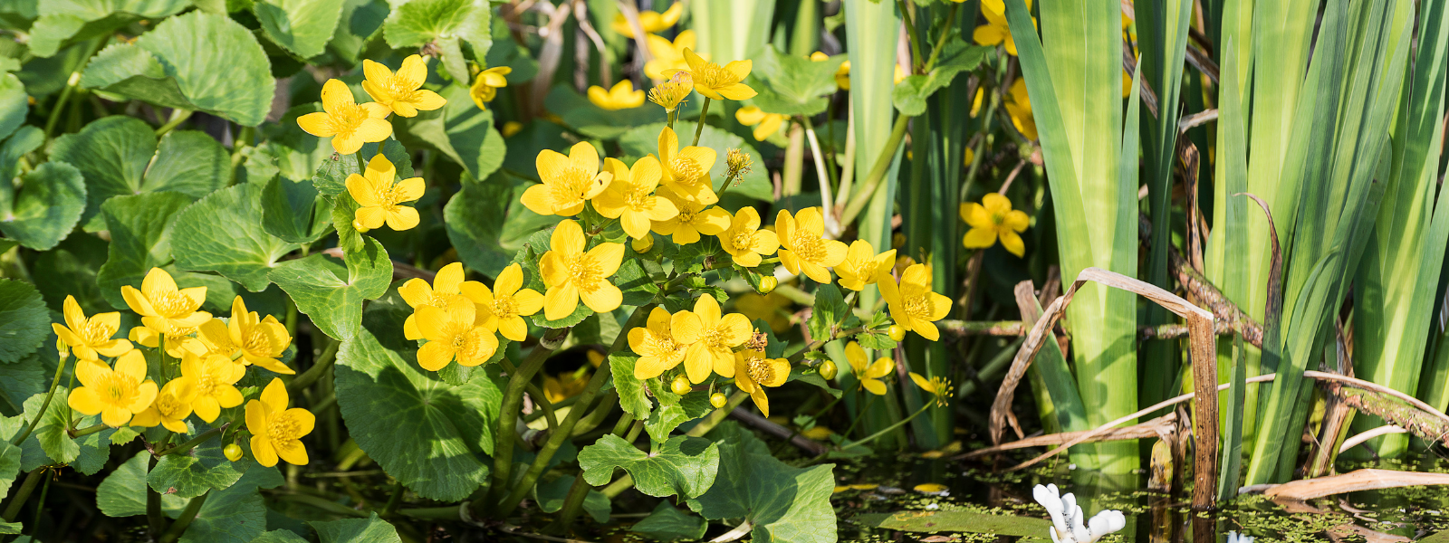 Marsh Marigold: Early Spring Pond