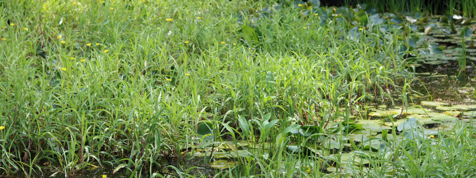 Let it be wild: a natural approach to your pond