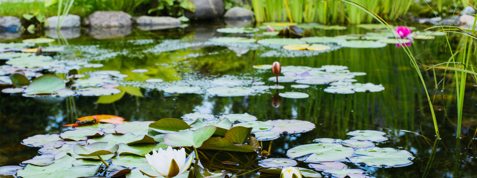 How Much of Your Pond Should Be Covered in Plants?