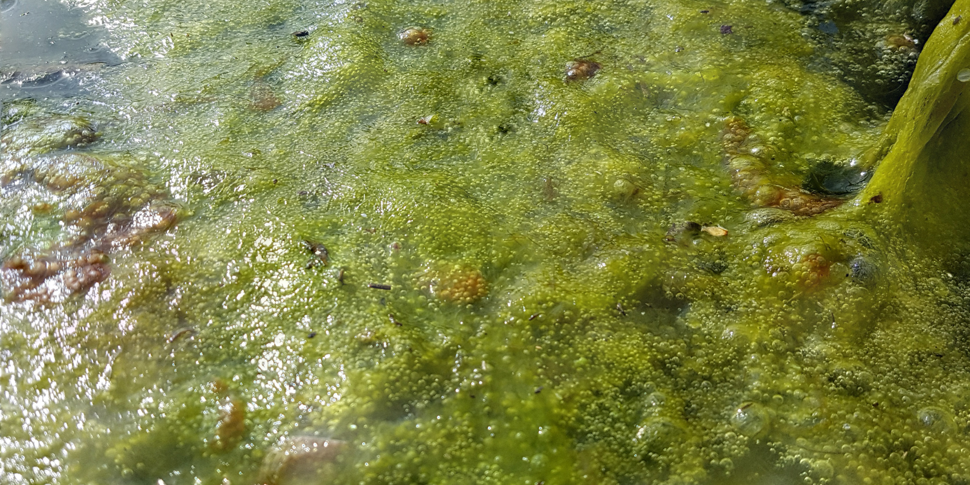 Algae in Your Pond: Friend, Foe, or Just Doing Its Job?