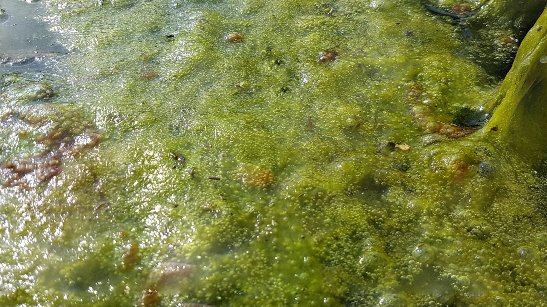 How to Minimise Algae in Your Pond