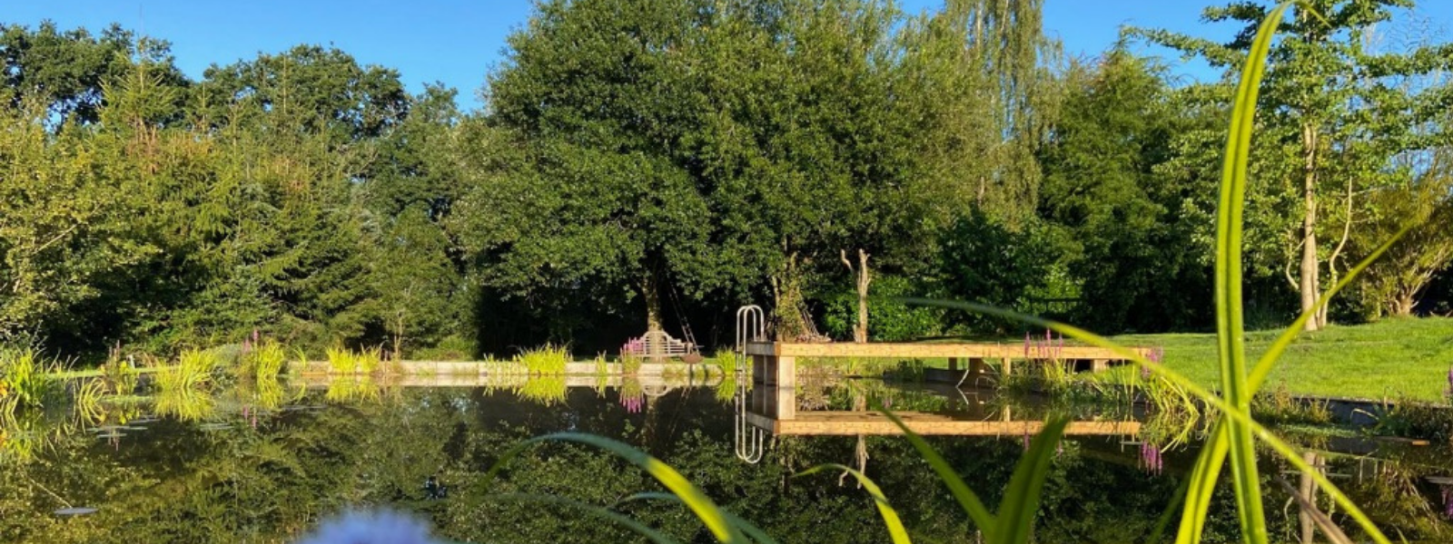 How Natural Swimming Ponds Stay Clean: Regeneration Zones & Plant Filtration