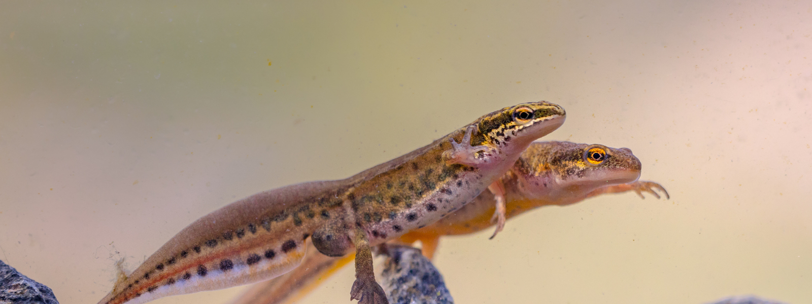 How to Make Your Pond Newt-Friendly