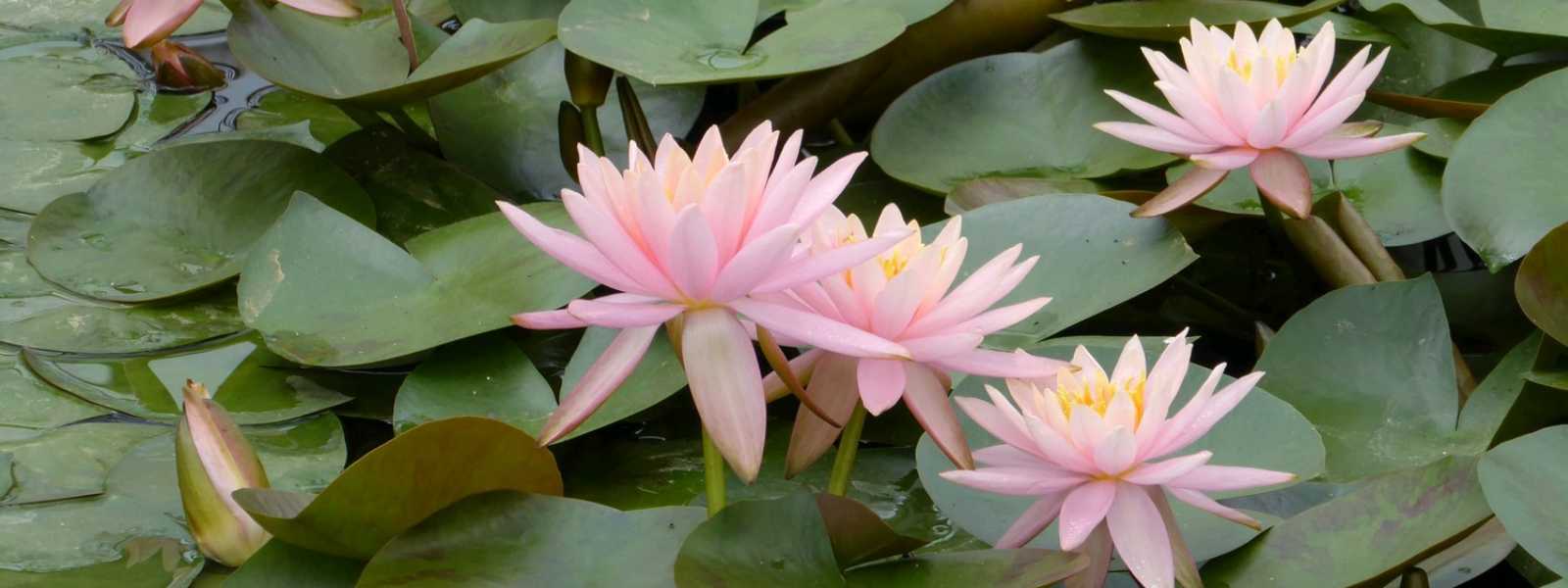 Waterlilies for UK Ponds: How to Choose, Plant and Care for Them