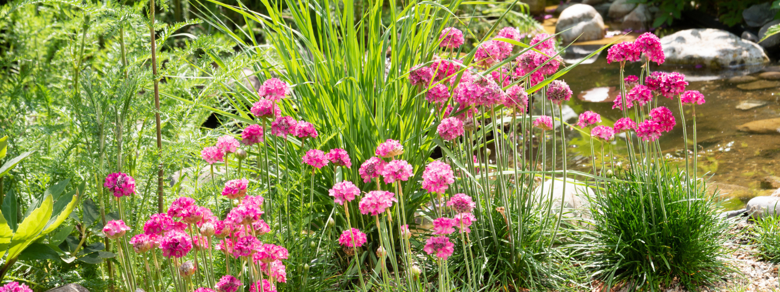 Why Pondside Planting Matters