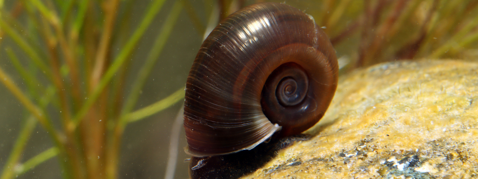 Pond Snails, Your Pond’s Quiet Clean-Up Crew