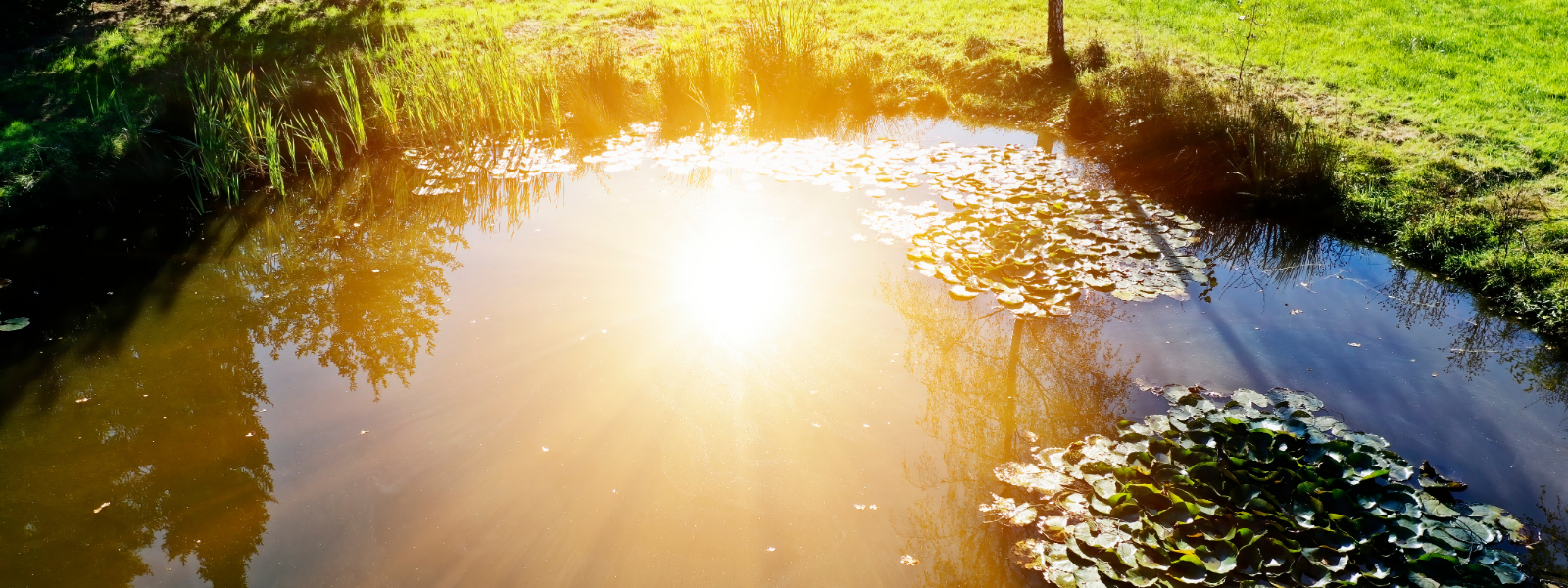 Sunny Pond
