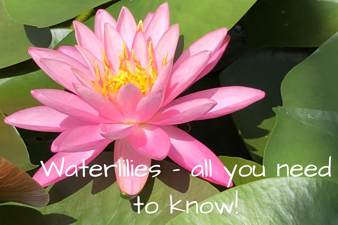 Waterlilies: Why They’re Essential for Your Pond and How to Introduce Them