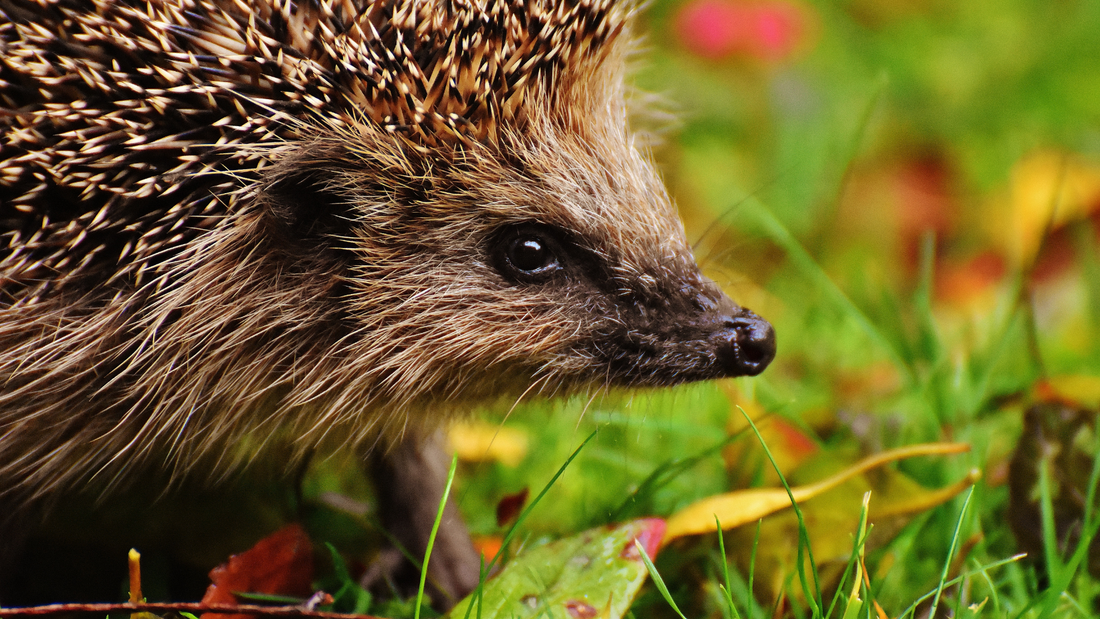 How Your Pond Helps Sustain Wildlife in Autumn and Winter