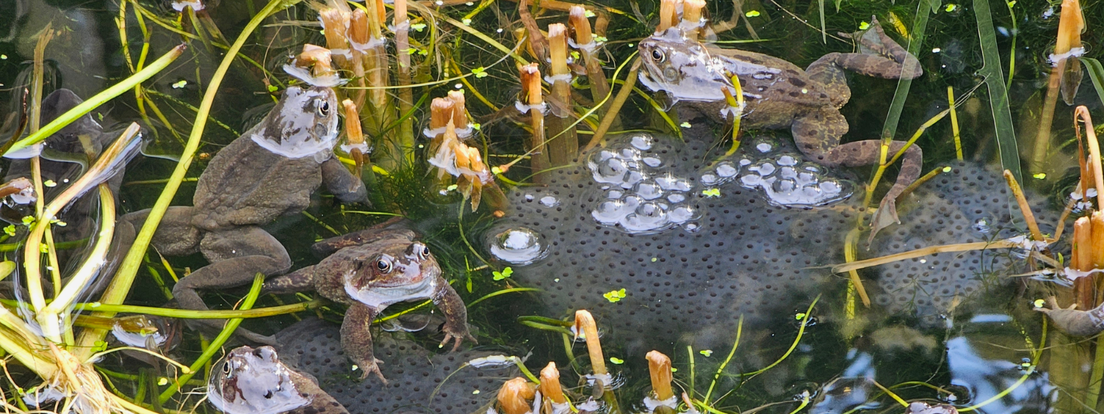 Creating a Wildlife Pond: A Practical Guide for UK Gardens