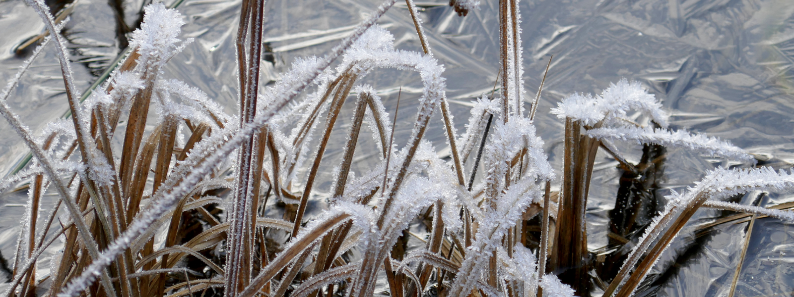 What Happens to Pond Life in Winter