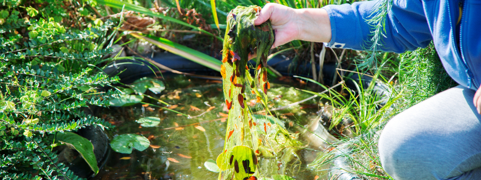 The Natural Secret to Algae Control