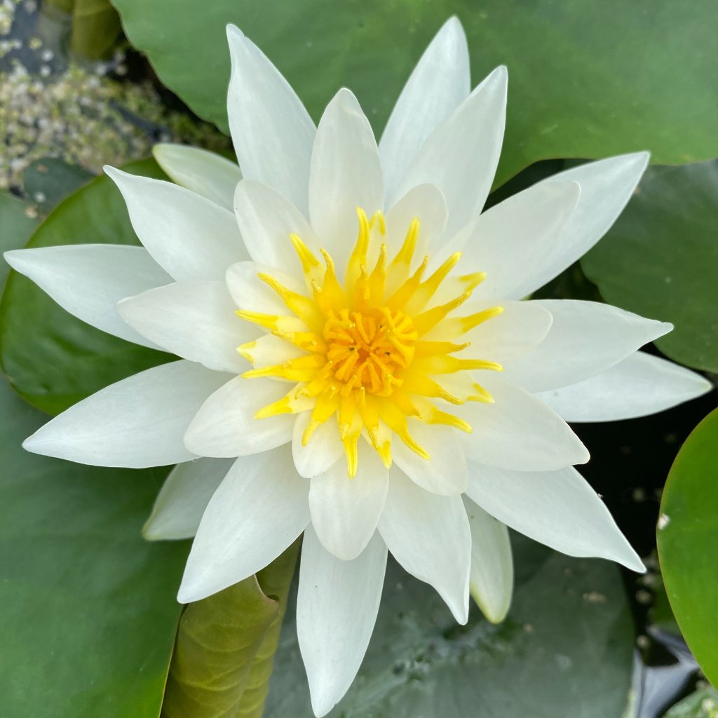 Alba Large Spreading Waterlily - White and Native to UK