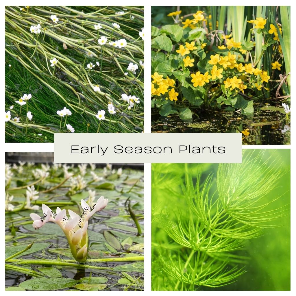 Early Season Collection - Plants for Ponds