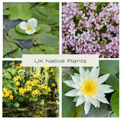 UK Native Plant Collection - Plants for Ponds