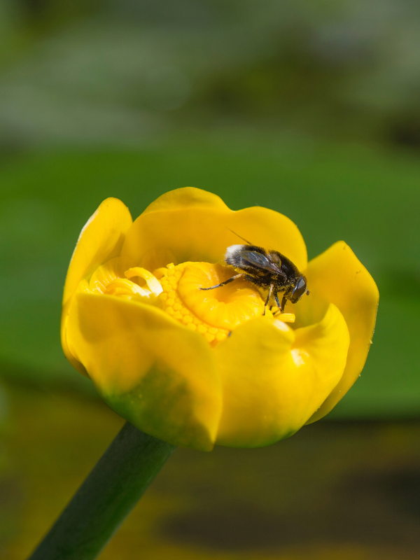 Pond Plants to Attract Pollinators - Plants for Ponds