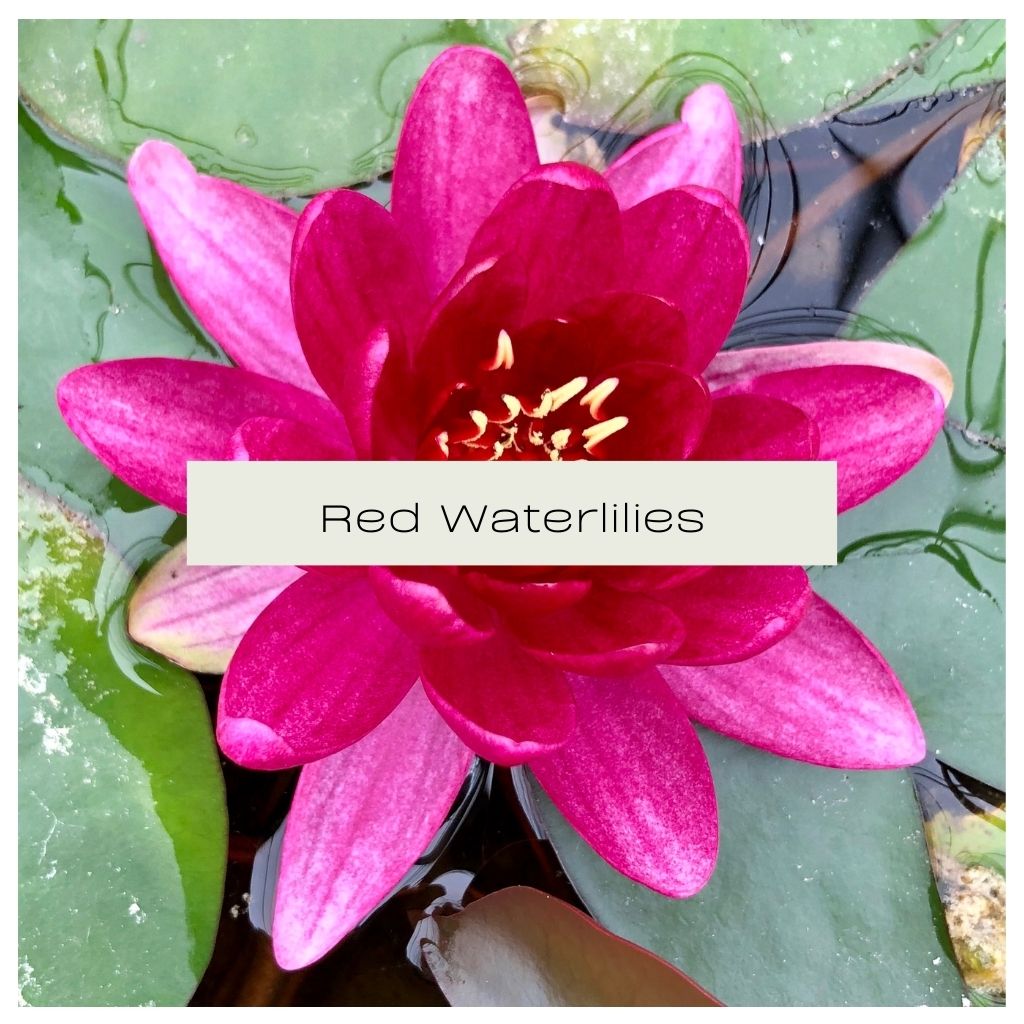 Red Waterlily Collection - Plants for Ponds