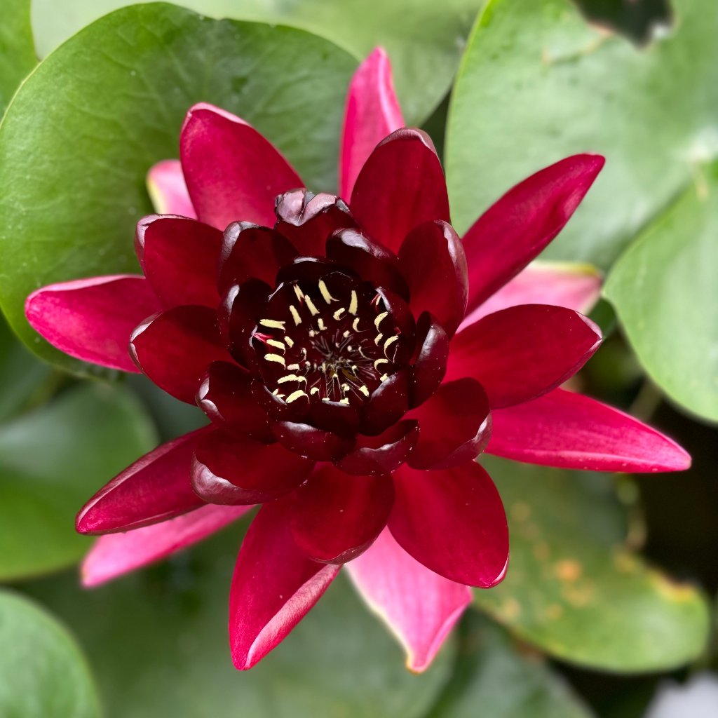 Red Waterlily Collection - Plants for Ponds