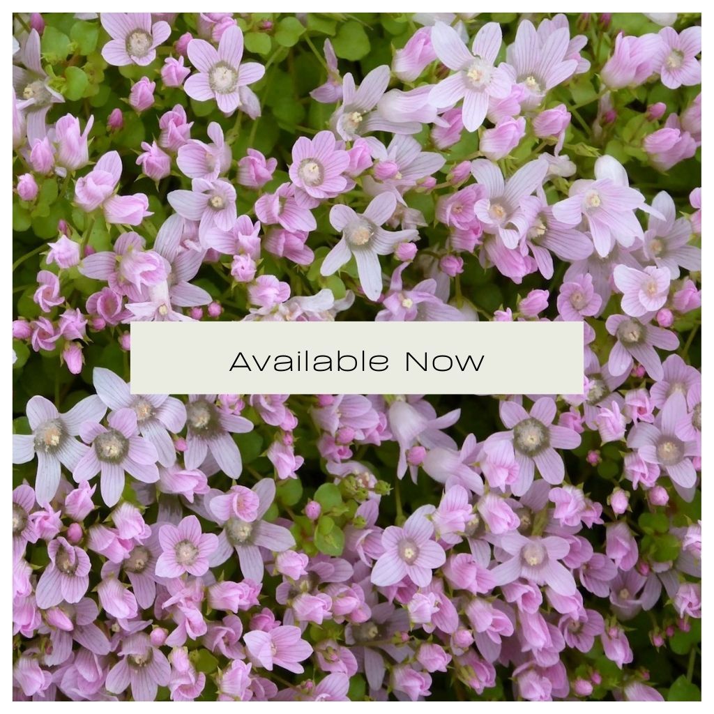 Available Now