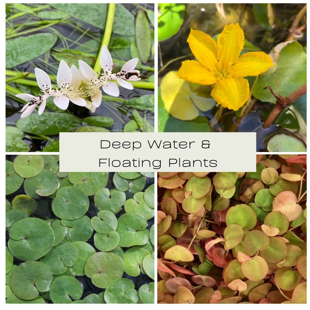 Deep Water & Floating Plants