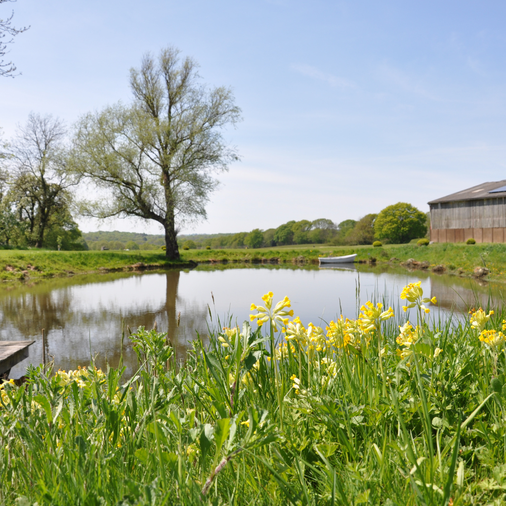 Field Ponds and Flood Zone Planting