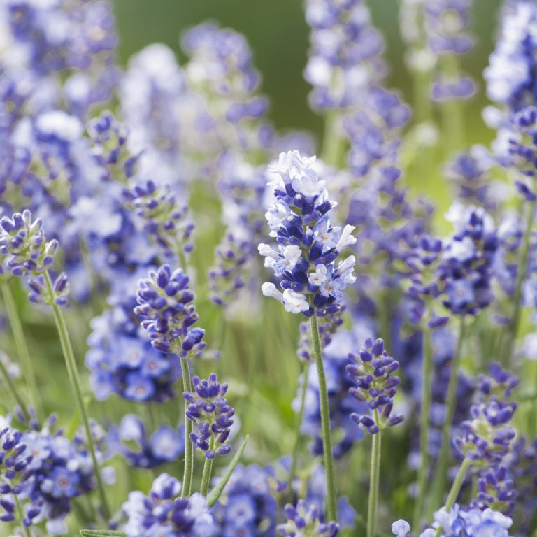 Garden Plants – By Genus