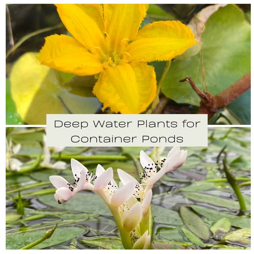 Deep Water Plants for Container Ponds Plants for Ponds Limited