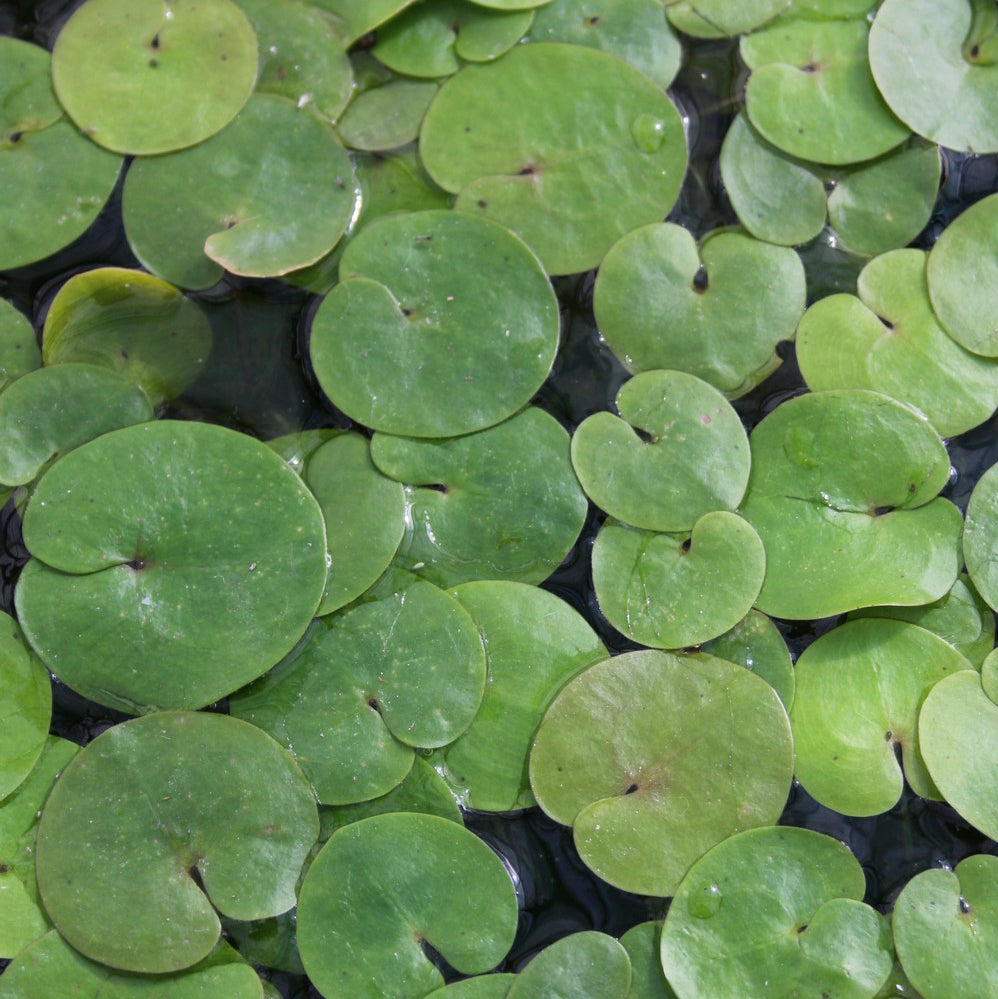 Floating Plants for Small Ponds