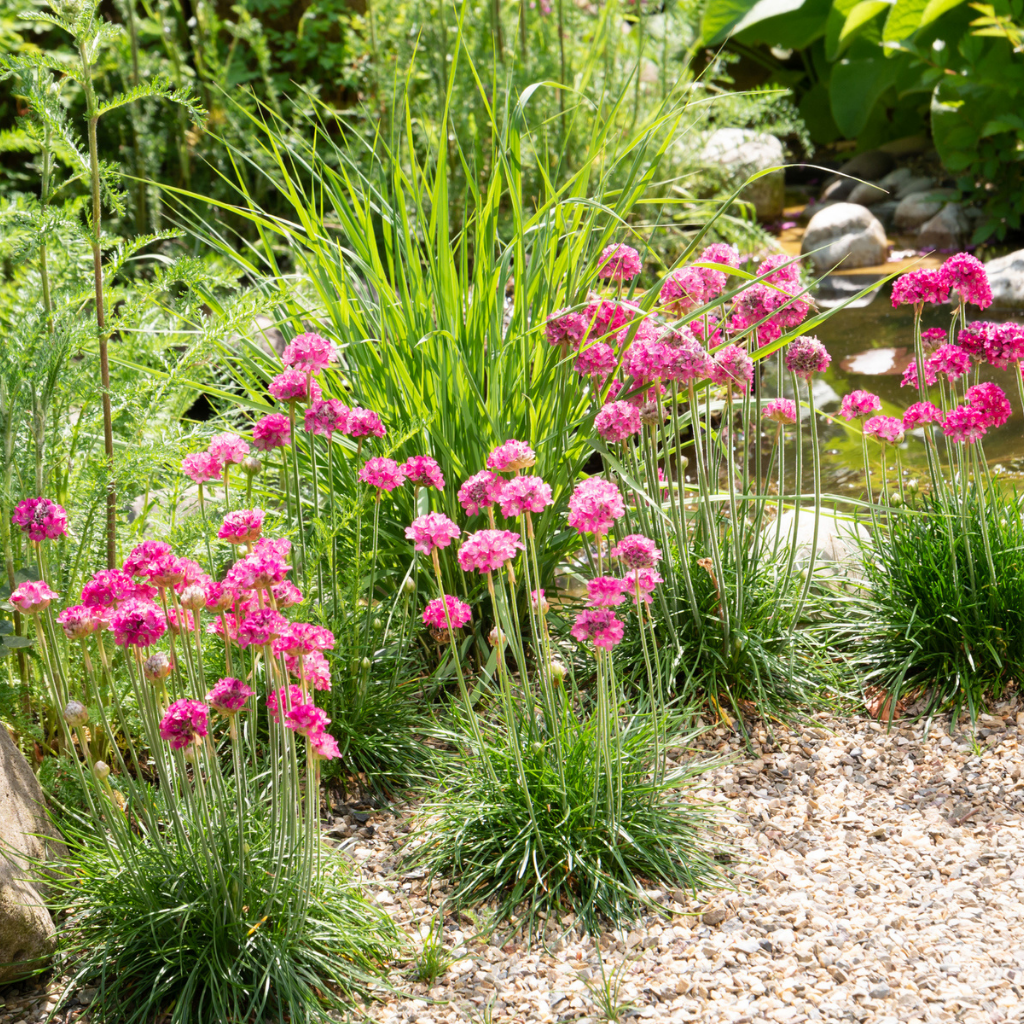Pondside Planting
