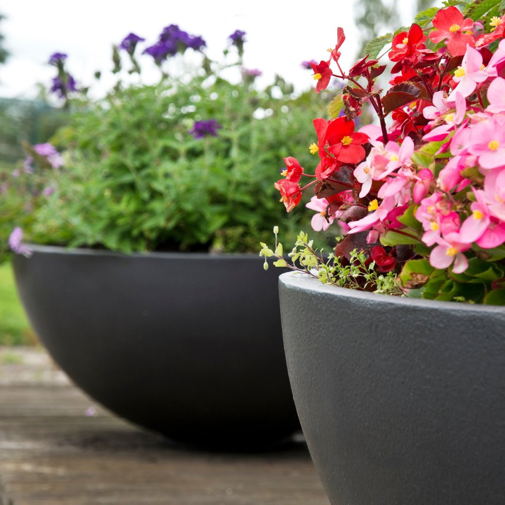 Water Bowls Collection - Plants for Ponds