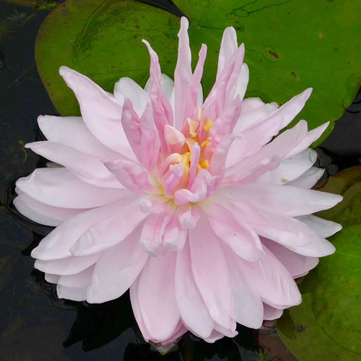 Unusual UK Waterlilies - Gloire Sur Temple Lot - pink petals