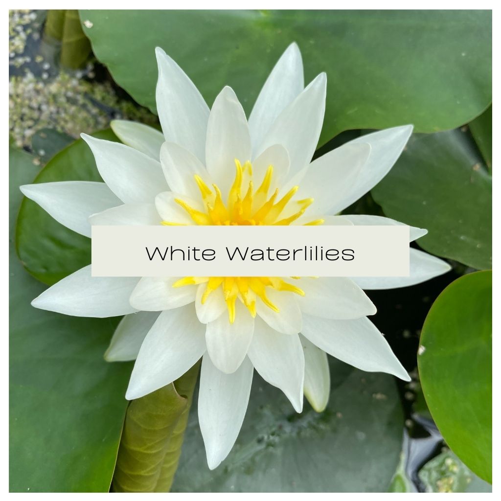 White Waterlily Collection - Plants for Ponds