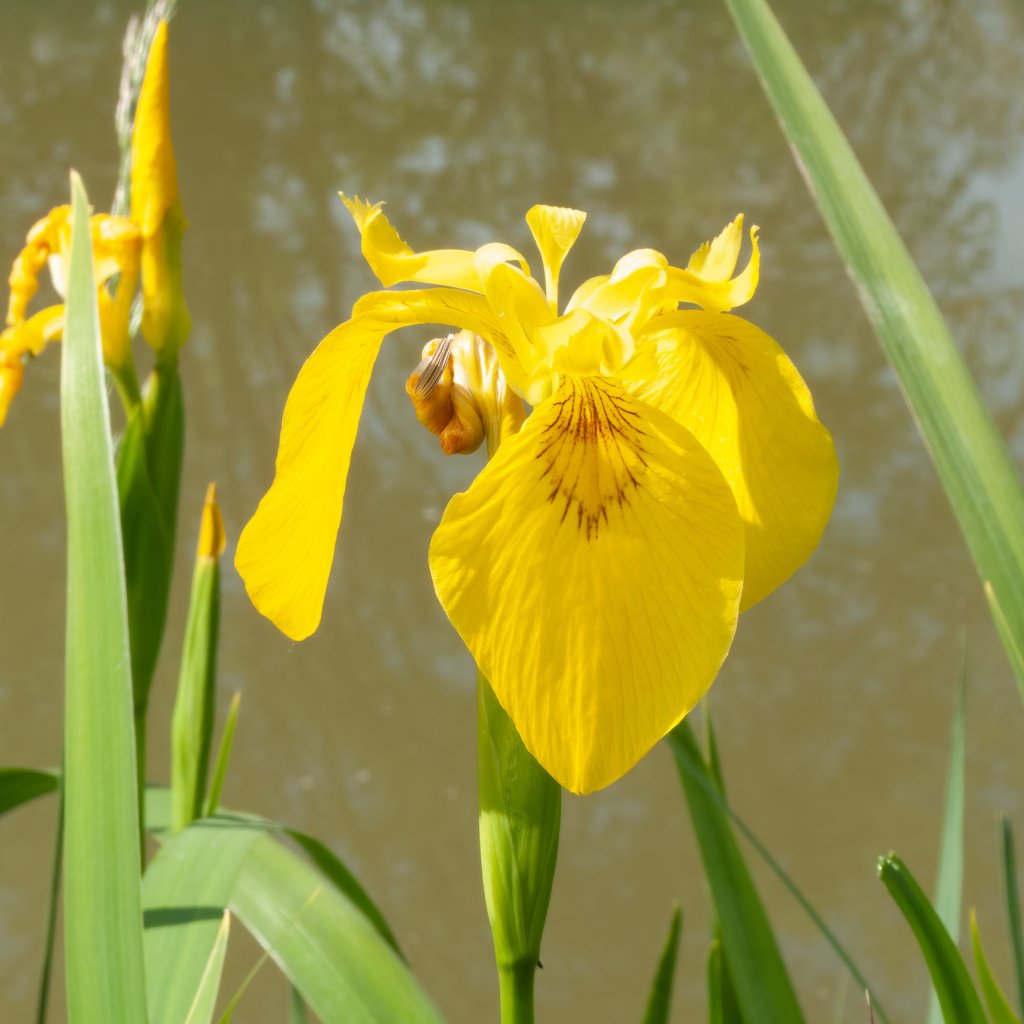 Plants for Large Ponds & Lakes - Plants for Ponds