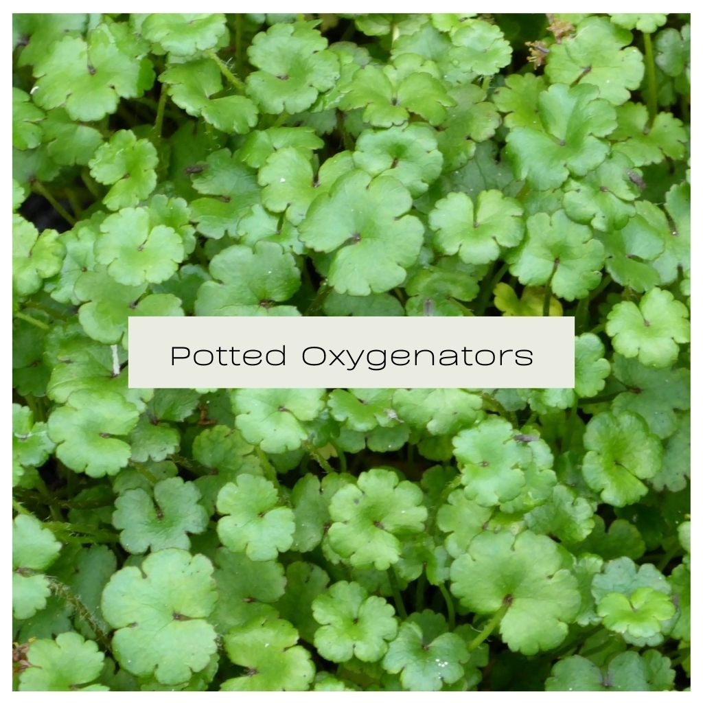 Potted Oxygenators