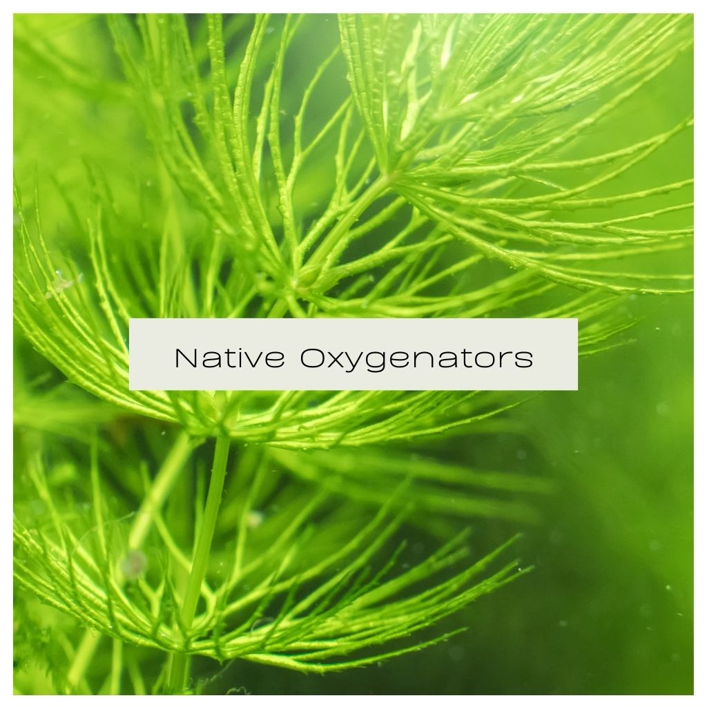 Native Oxygentors