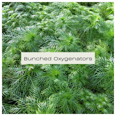 Bunched Oxygentors