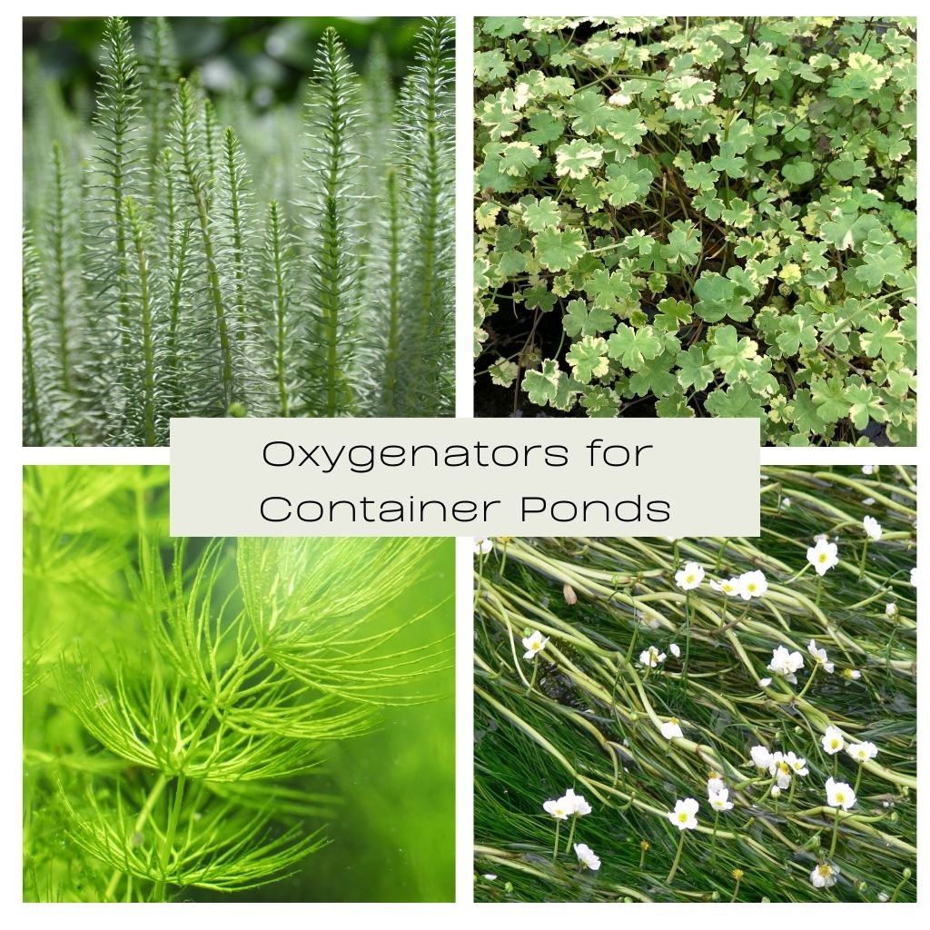 Oxygenators for Container Ponds Collection - Plants for Ponds