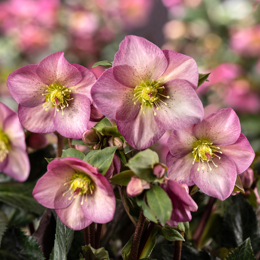 Hellebores