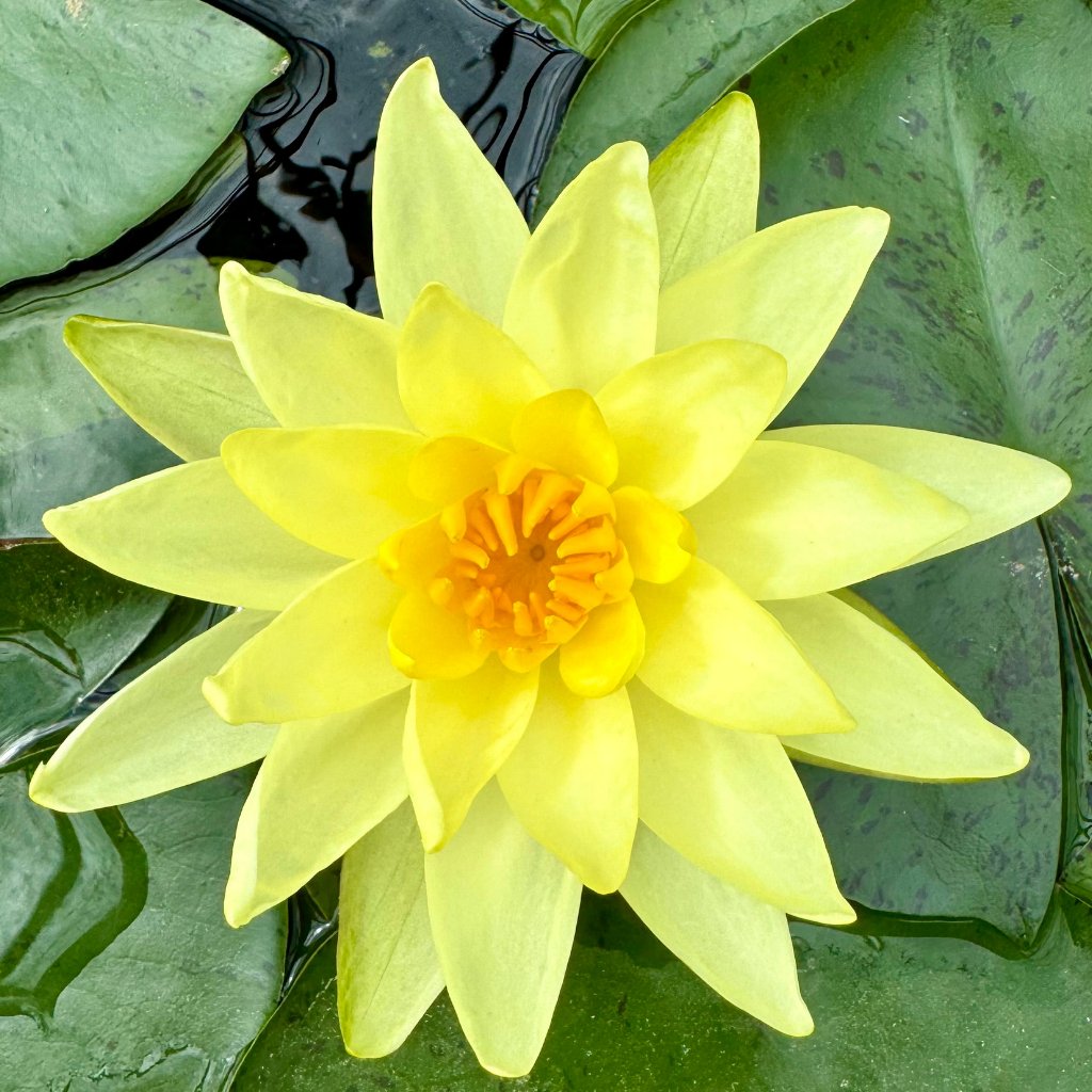 Medium Spreading Waterlilies - Plants for Ponds