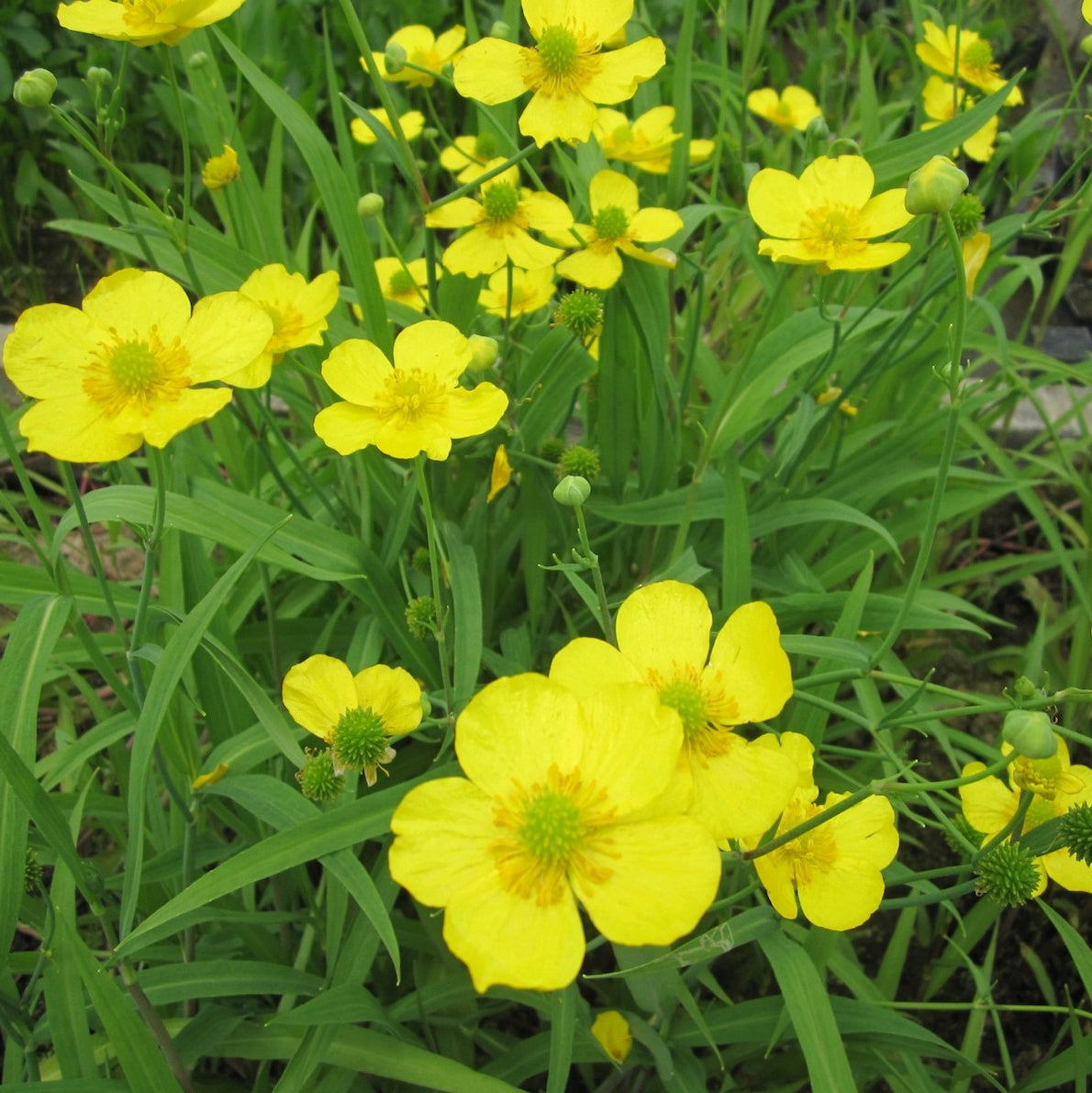 Marginal Plants for Garden Ponds